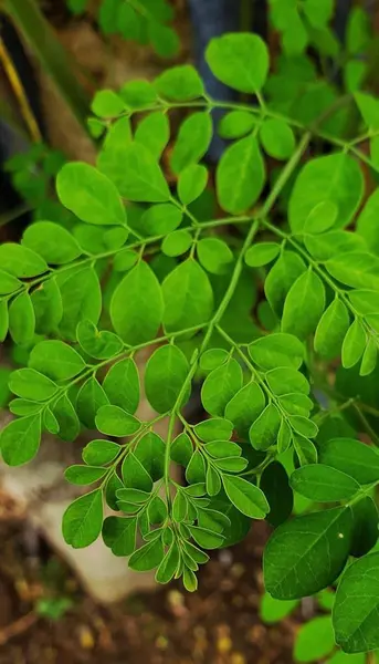 Daun Moringa